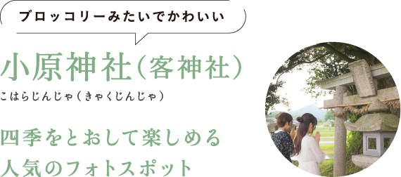 ブロッコリーみたいでかわいい 小原神社（客神社）（こはらじんじゃ（きゃくじんじゃ）） 四季をとおして楽しめる人気のフォトスポット